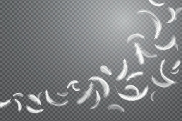Isolated floating feathers, goose fly. Falling white plumage, 3d weightless elements, chicken or swan pillow filler, swan fluffy wing. Transparent background. Vector realistic illustration © SpicyTruffel