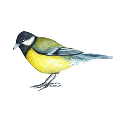 Sitting titmouse bird. Birds clipart. For postcards, stickers. Hand-drawn watercolor illustration