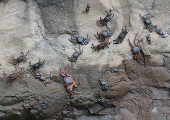 Crabs on a rock wall, Galapagos