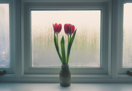 tulips in the window