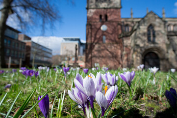 spring flowers in the city