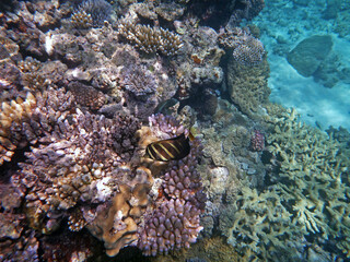 coral reef in the Great Barier Reef, Australia