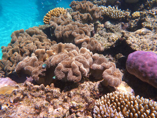 coral reef in the Great Barier Reef, Australia