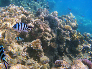 Obraz na płótnie Canvas coral reef in the Great Barier Reef, Australia