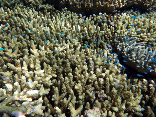 coral reef in the Great Barier Reef, Australia