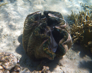 coral reef in the Great Barier Reef, Australia