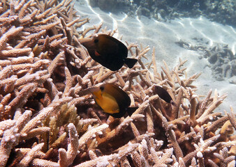 coral reef in the Great Barier Reef, Australia