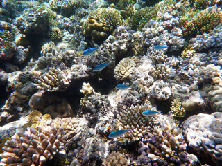 Plakat coral reef in the Great Barier Reef, Australia