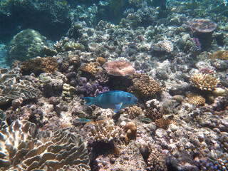 coral reef in the Great Barier Reef, Australia