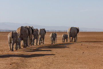 parade of elephants