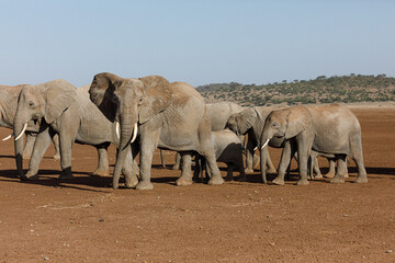 parade of elephants