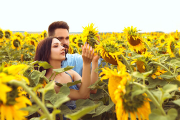 Lovely couple walks through yellow bouquet blooming sunflower field outdoors sunrise warm nature background. Husband and wife hugging embaracing smiling, collecting seeds, agriculture 

