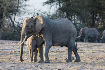 Fototapeta premium elephant family