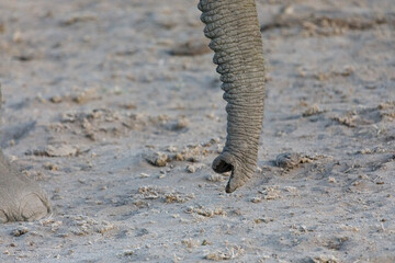 closeup of an elephant trunk