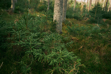 Green sprouts of spruce trees. Young sapling of spruce grows in the forest ground with green moss. Small coniferous tree.