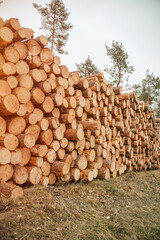 Heap firewood close-up. Pile of fresh fire wood prepared for winter