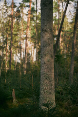 Moss covered tree trunk close-up. Moss cover on tree bark background. Close-up moss texture on tree surface.