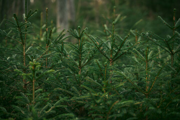 Young spruce trees and saplings. Concept of better future and reforestation. Forest restoration and environmental protection in Europe.