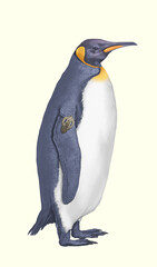 penguin animal wildlife polar cold Antarctica