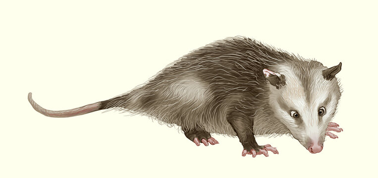 Possum is the mammalian family of the marsupial infraclass