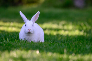 Der weise Osterhase