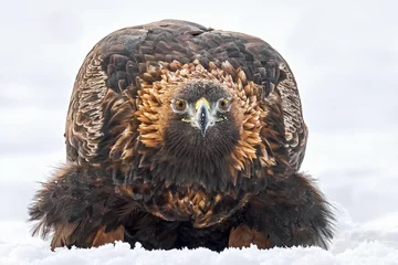 Foto op Plexiglas Golden eagle (Aquila chrysaetos) © dennisjacobsen