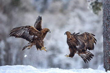 Golden eagle (Aquila chrysaetos)