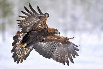 Golden eagle (Aquila chrysaetos)
