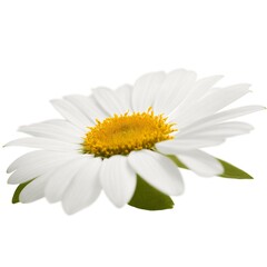 Fresh Spring Bloom: White Flower with Bright Yellow Center on White Background Created with Generative AI and Other Techniques