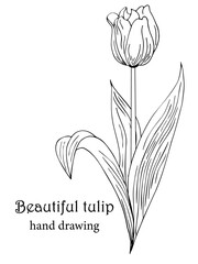 Beautiful realistic flowers, tulips. The composition is drawn by hand. Great idea for invitations, posters, cards, backgrounds, for printing and layout, etc.