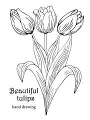 Beautiful realistic flowers, tulips. The composition is drawn by hand. Great idea for invitations, posters, cards, backgrounds, for printing and layout, etc.