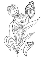 Beautiful realistic flowers, tulips. The composition is drawn by hand. Great idea for invitations, posters, cards, backgrounds, for printing and layout, etc.