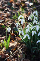 Bunch of snowdrop flowers against sunlight. Galanthus nivalis flowers in the garden