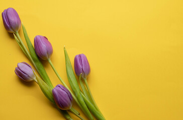 Spring fresh tulips on yellow background for mother's day, valentine greetingcard