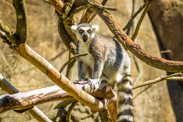 Ring-tailed Lemur in Oregon Zoo