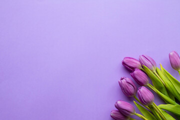 Spring fresh tulips on violet background for mother's day, valentine greetingcard
