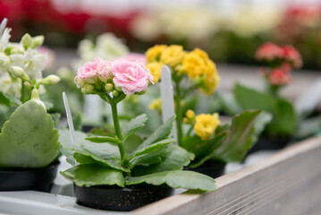 Several Kalanchoe plants potted on a tray in a greenhouse.