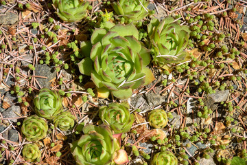 Succulent plants, cactus, Stone rose in flower bed in botanical garden. Beauty in nature. Close-up. Top view. Selective focus.