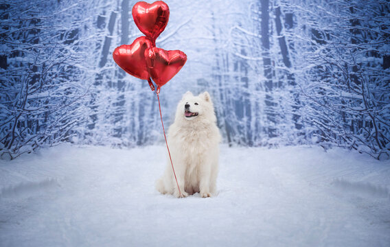 Happy Valentine's Day. Female Samoyed holding balloons in the shape of a heart.