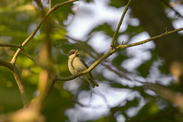 bird on a branch