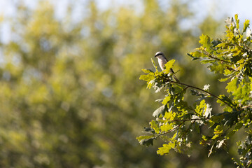 bird on a branch
