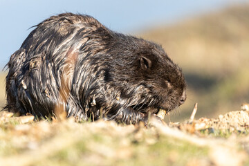 prairie dog in the grass