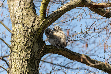 owl in tree