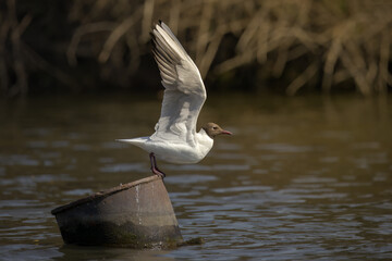 Fototapeta premium seagull in flight