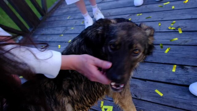 stray dog ​​among people