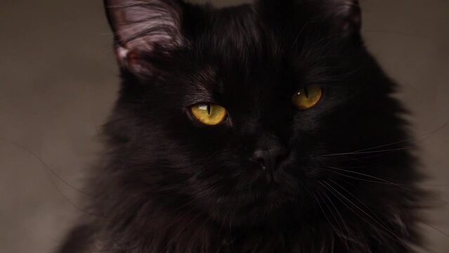 Black cat with yellow eyes looks at the camera. Slow motion video, macro, close up