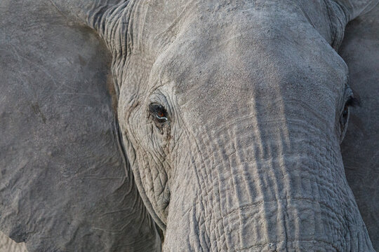 closeup of a elephat