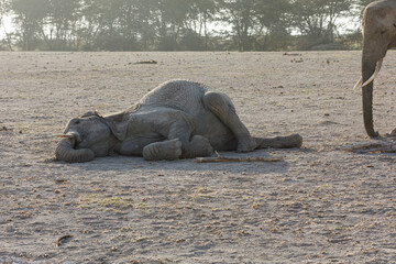 resting elephant