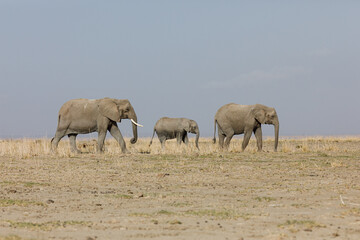 parade of elephants