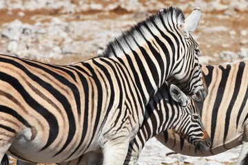 Fototapeta na wymiar Zebras (Equus quagga) am Wasserloch Kalkheuwel im Etoscha Nationalpark in Namibia. 